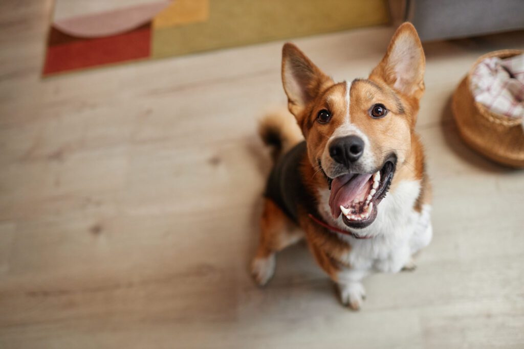 Top down portrait of happy dog looking up at camera with smile and tongue out